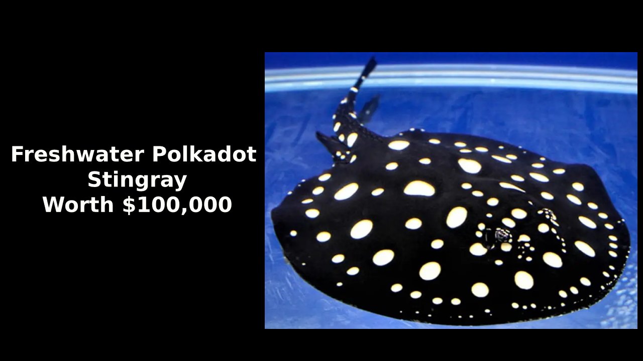 Freshwater Polkadot Stingray