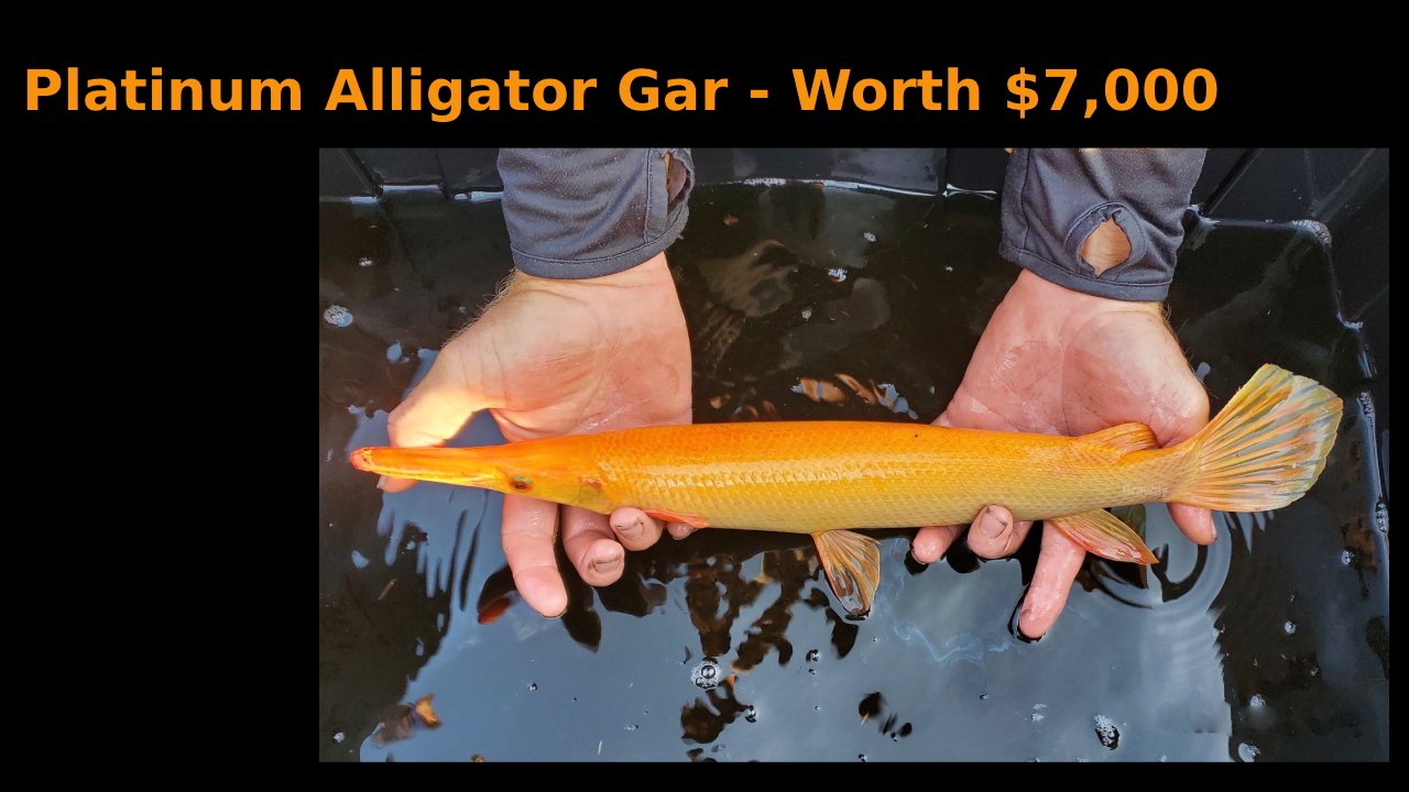 Golden Alligator Gar