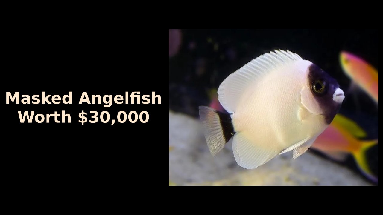 Masked Angelfish