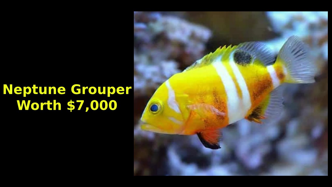 Neptune Grouper