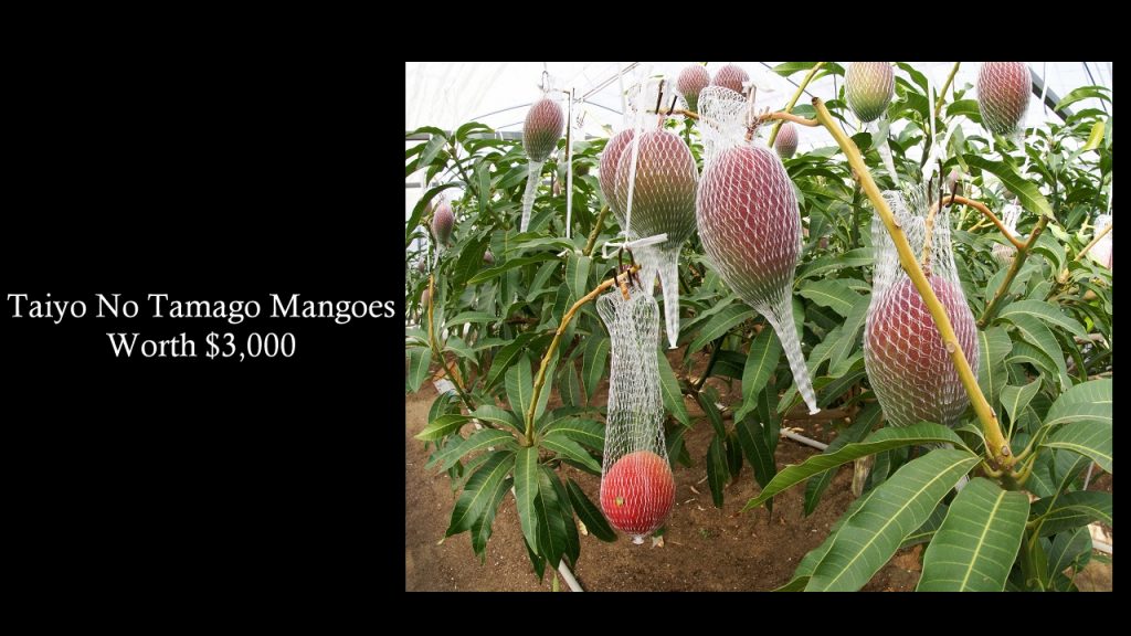 Taiyo No Tamago Mangoes : Top Most Expensive Fruits - Worth $3,000