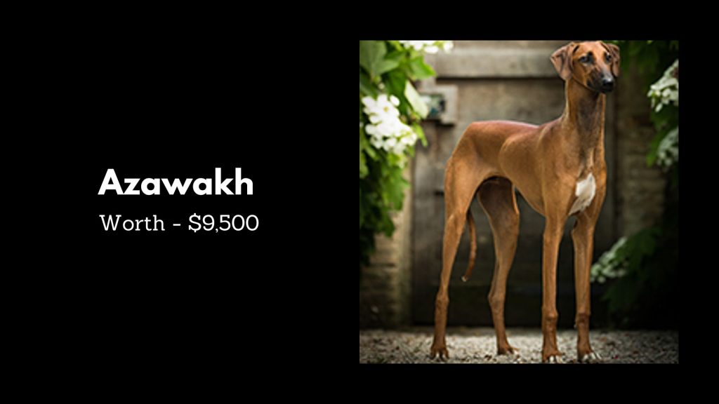 Azawakh - 5th Most Expensive Dogs breeds