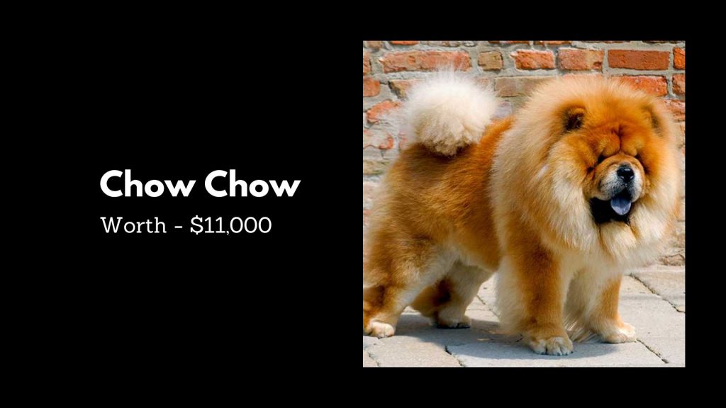 Chow Chow - 3rd Most Expensive Dogs breeds