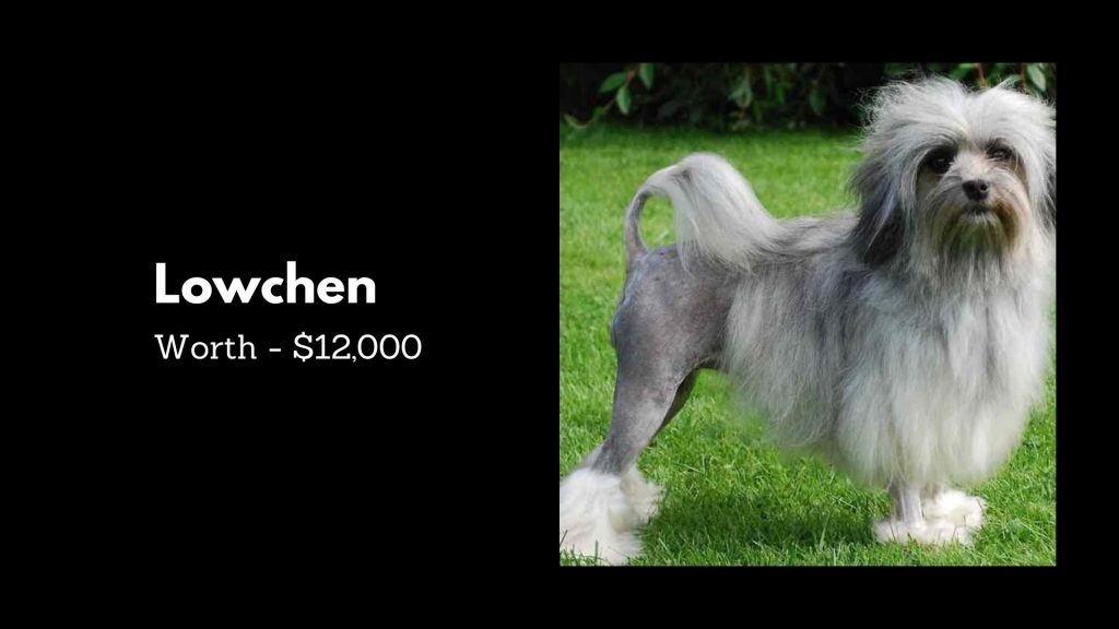 Lowchen - 2nd Most Expensive Dogs breeds