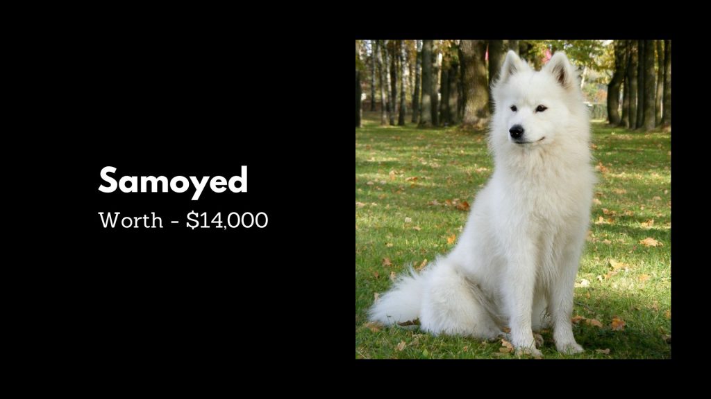 Samoyed - 1st Most Expensive Dogs breeds