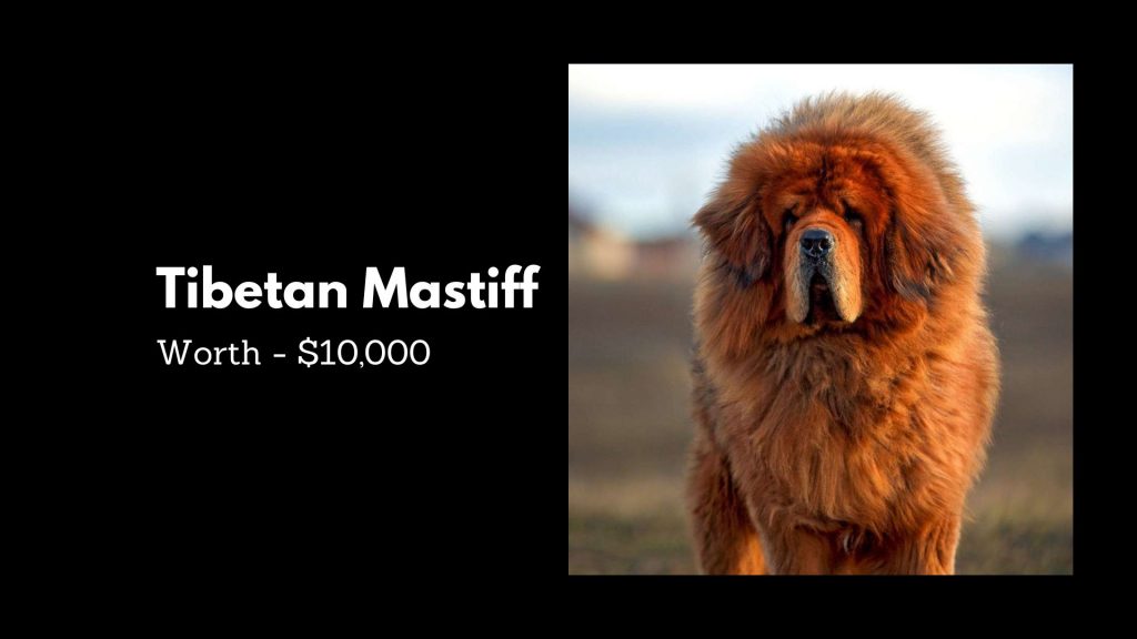 Tibetan Mastiff - 4th Most Expensive Dogs