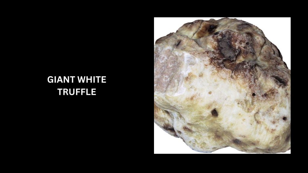 Giant White Truffle - (Worth $330,000) - Second Most Expensive Truffles In The World 