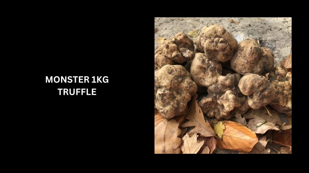 Monster 1kg Truffle - (Worth $132,275)