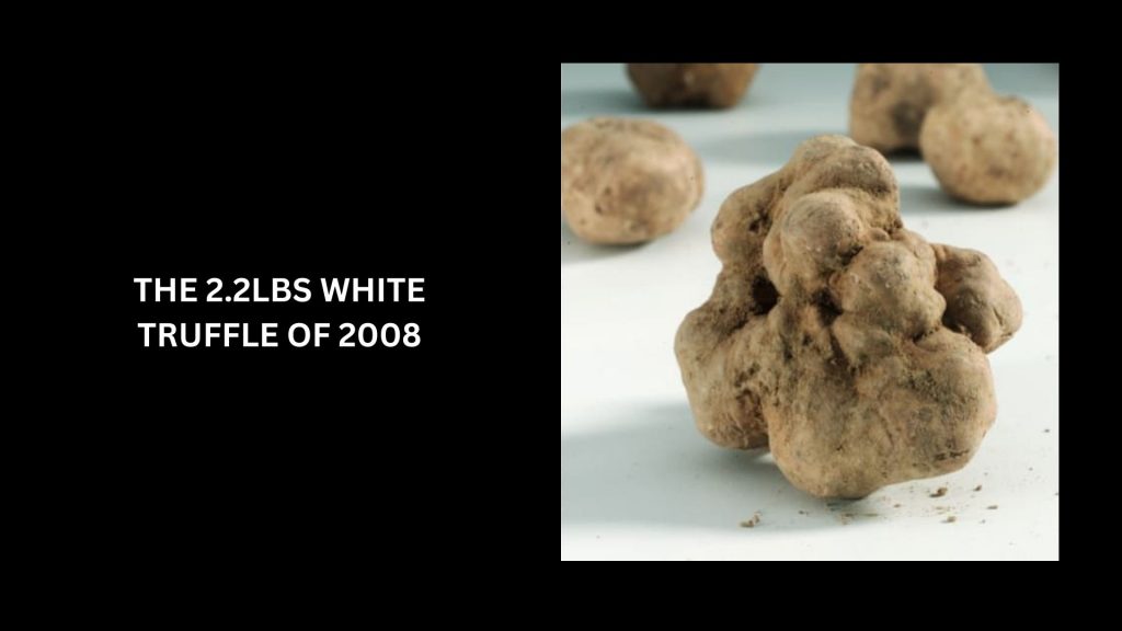 The 2.2lbs White Truffle of 2008 - (Worth $200,000) - 3rd Most Expensive Truffles In The World 