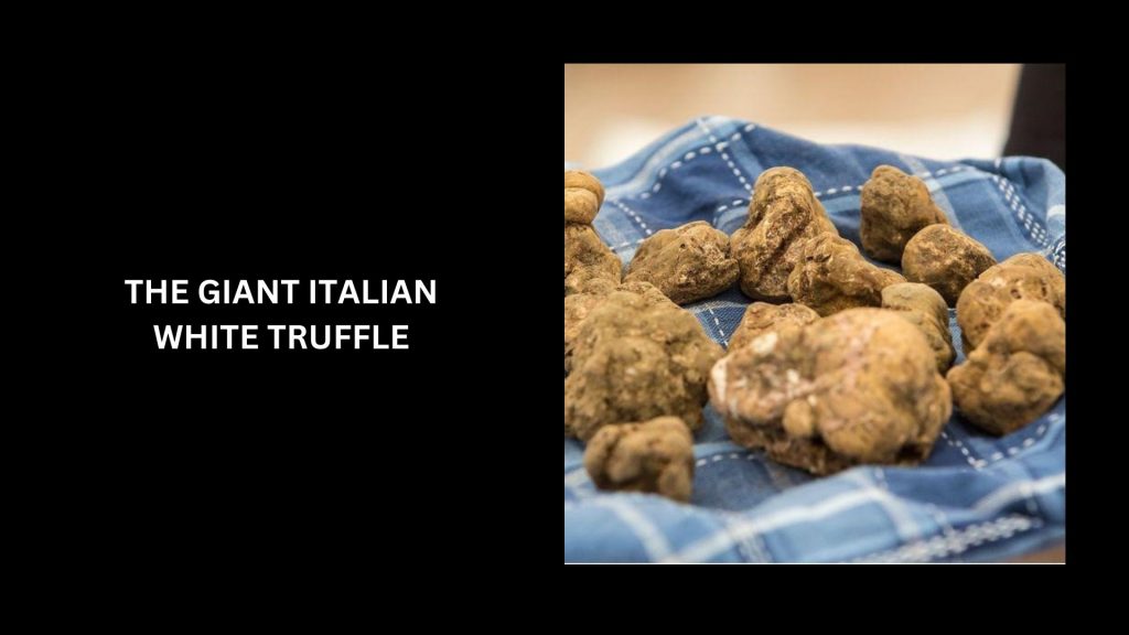 The Giant Italian White Truffle - (Worth $117,795)