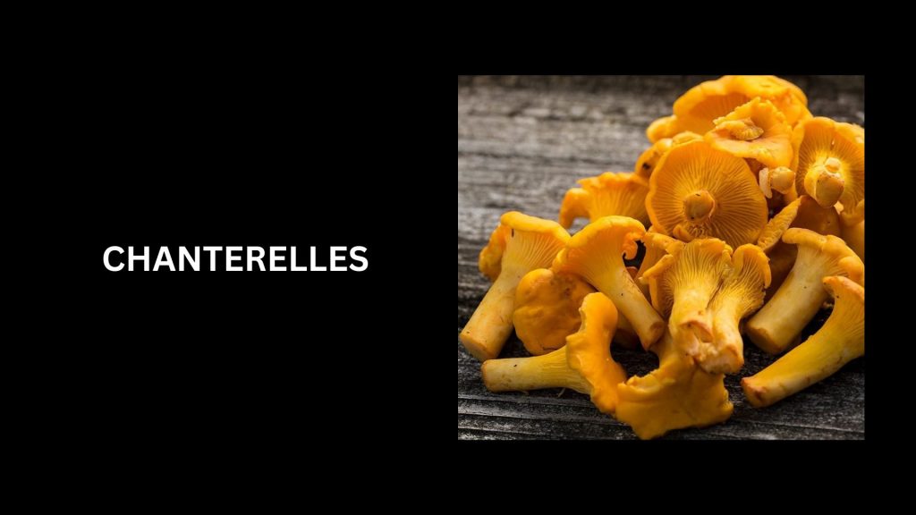 Chanterelles - (Worth Up To $225 Per Pound When Dried)