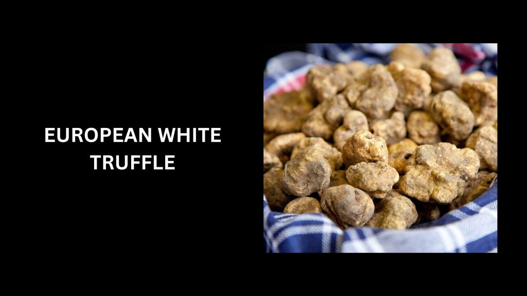 European White Truffles - (Worth Up To $10 000 Per Pound) - Second Most Expensive Mushrooms In The World