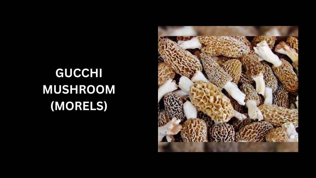 Gucchi Mushrooms (Yellow Morel) - (Worth Up To $20-$90 Per Pound When Fresh)