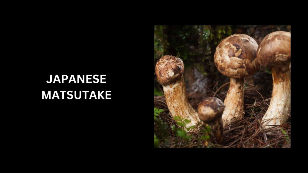 Japanese Matsutake - (Worth Up To $1000 to $2000 Per Pound) 