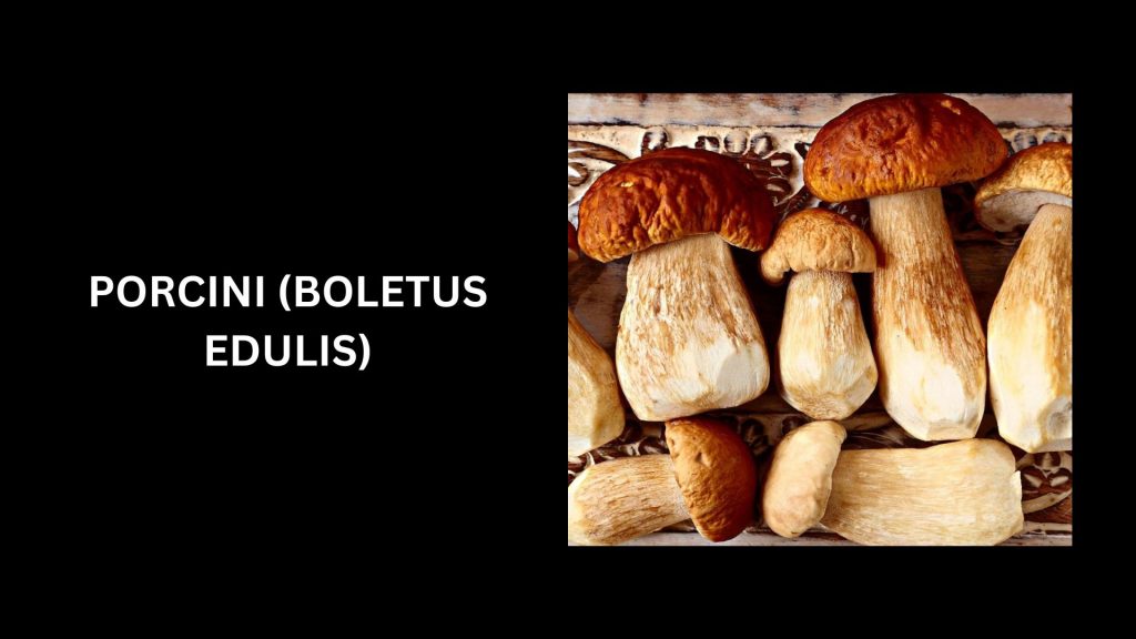 Boletus Edulis (Porcini) - (Worth Up To $55 Per Pound)