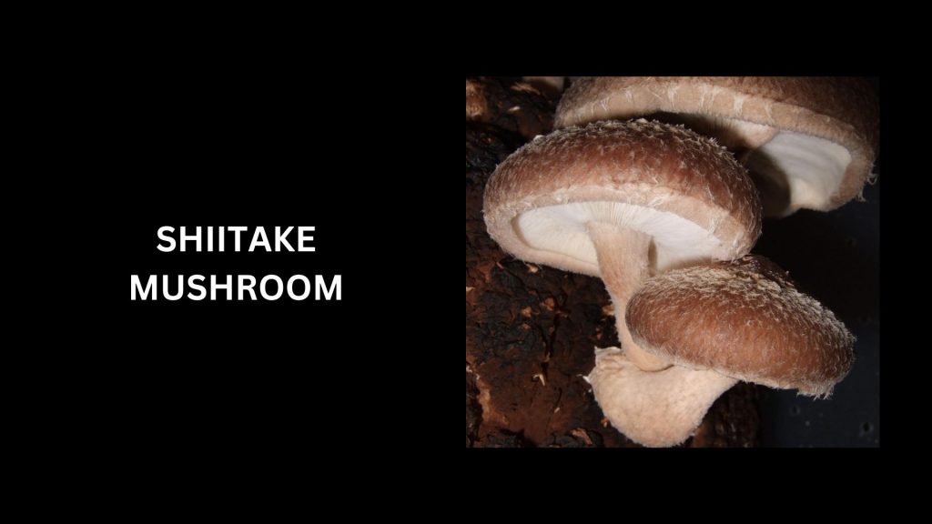 Shiitake Mushrooms - (Worth Up To $7-$24 Per Pound)