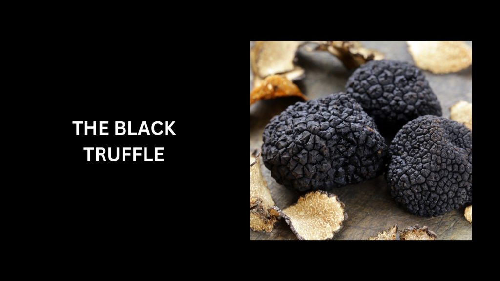 The Black Truffles - (Worth Up To $800 to $900 Per Pound) - Most Expensive Mushrooms 