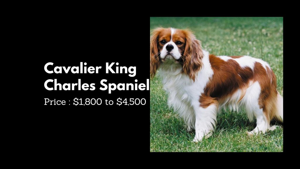 Cavalier King Charles Spaniel - most expensive dog breeds in the world