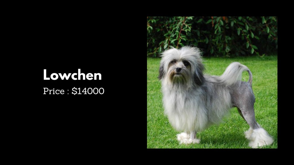 Lowchen - 1st most expensive dog breeds in the world