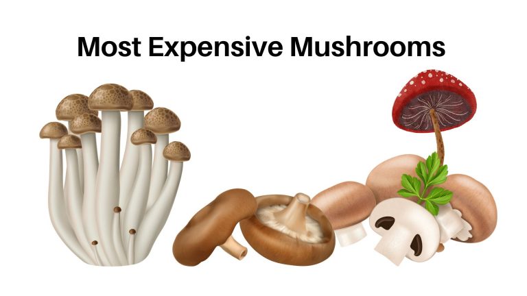 Most Expensive Mushrooms In The World
