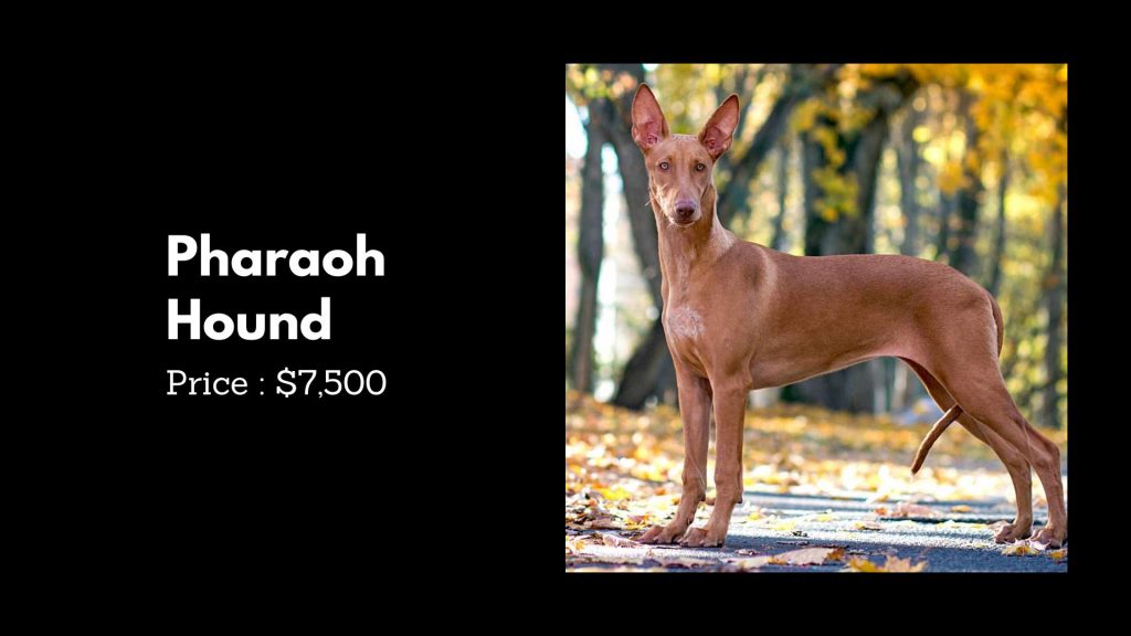 Pharaoh Hound - 4th most expensive dog breeds in the world