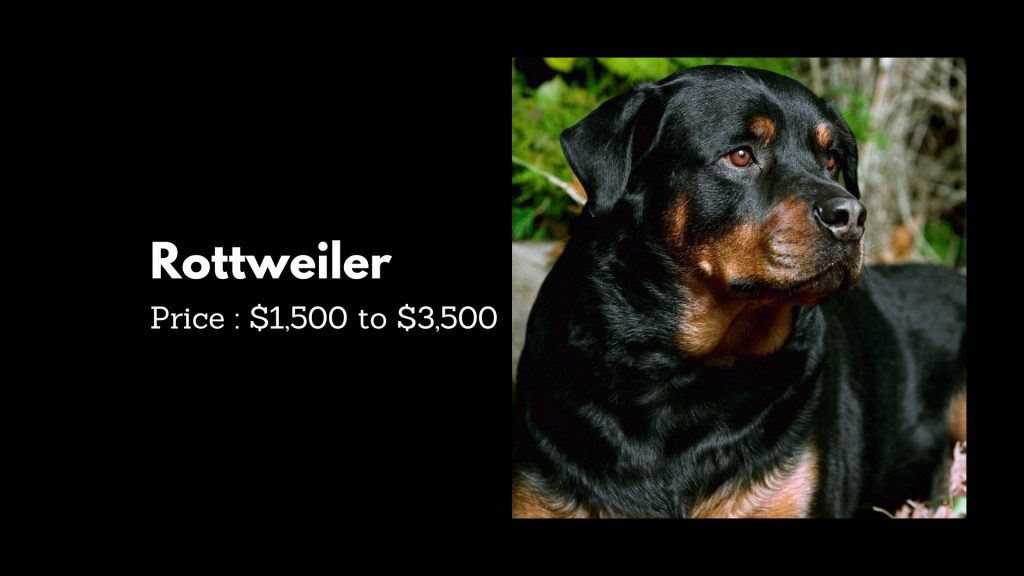 Rottweiler - 5th most expensive dog breeds in the world