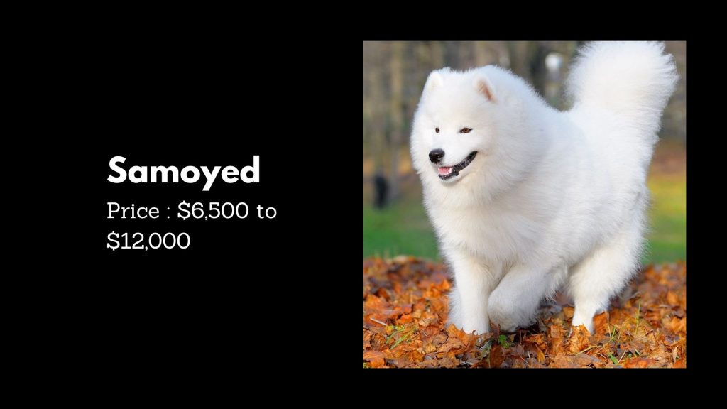 Samoyed - 3rd most expensive dog breeds in the world