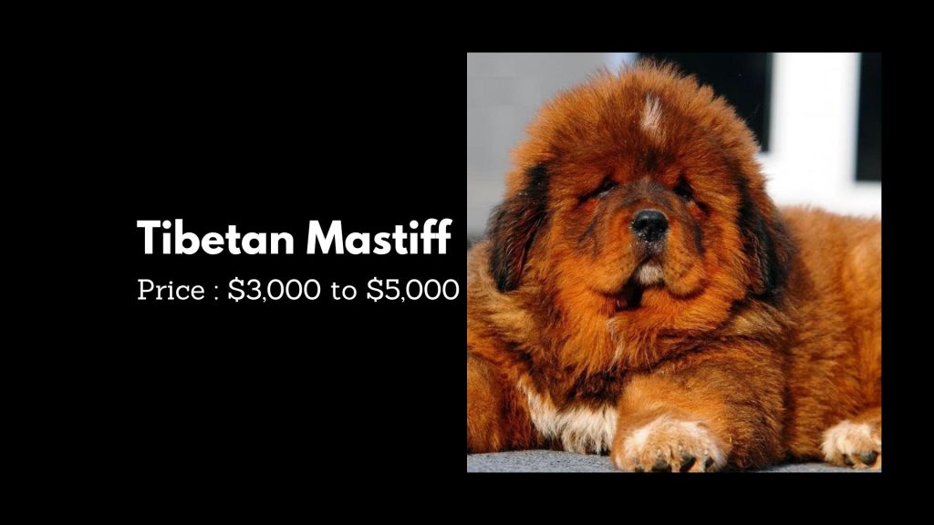Tibetan Mastiff - 2nd most expensive dog breeds in the world