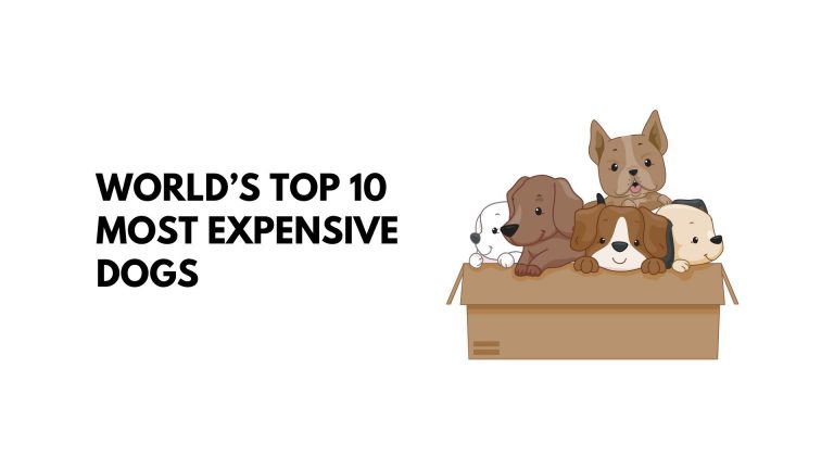 World’s Top 10 Most Expensive Dogs